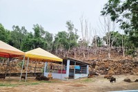 Theo kết quả kiểm tra của UBND TP. Vũng Tàu, hơn 2.000 m2 cây xanh nằm trong Khu du lịch Hồ Mây Park Vũng Tàu đã chết và bị chủ Kl99ok phiên bản mới cắt bỏ Ảnh: Gia Huy