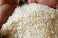 Dự báo Link Vào Nhà Cái KL99 COM Tặng +199k gạo của Philippines năm 2024 có thể đạt 4,5 triệu tấn