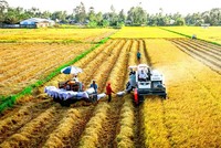 Ấn Độ vừa nới lỏng các biện pháp hạn chế xuất khẩu gạo sẽ tác động đến nguồn cung và giá gạo xuất khẩu. 