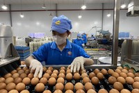 Cần nâng cao khả năng cạnh tranh cho Kl991.com World Cup 2026 Chính Thức Việt trên thị trường trứng gia cầm.