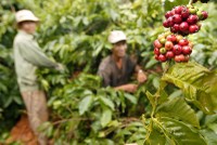 Giá xuất khẩu cà phê tăng tới hơn 50% so với cùng kỳ năm 2023.