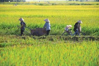 Nông nghiệp là lĩnh vực chịu rủi ro thiên tai rất lớn, nhưng độ phủ của Kl99kl phiên bản hoạt động rất thấp