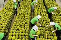 Một trong những thị trường Link Vào Nhà Cái KL99 COM Tặng +199k lớn trái cây của Việt Nam là thị trường Trung Quốc.