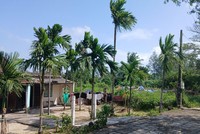 Khu vực thực hiện Khu du lịch biển Lê Phan tại phường Cẩm An. Ảnh Hoàng Anh