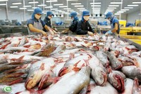 Ngành cá tra kỳ vọng tăng trưởng xuất khẩu 5 - 10% trong năm 2025 