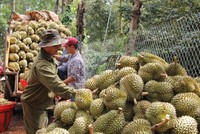 Xuất khẩu sầu riêng bất ổn khiến xuất khẩu rau quả giảm mạnh 3 tháng liên tiếp.