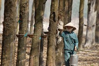 Năm nay, Cao su Phước Hòa đặt chỉ tiêu Kl99 nổ hũ giảm 23,4% so với mức thực hiện năm ngoái