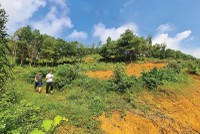 Trong giới Kl99ok phiên bản mới, tâm lý “sợ bỏ lỡ” luôn hiện hữu, vì vậy nhiều người dễ bị dẫn dụ bởi hình ảnh nườm nượp đi săn đất 