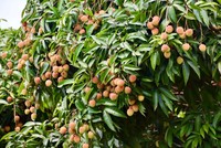 Bộ Nông nghiệp và Môi trường tăng tốc hỗ trợ tiêu thụ trái cây mùa vụ 
