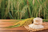 Biên Kl99 nổ hũ ngành gạo được kỳ vọng sẽ được cải thiện nhờ tập trung vào phân khúc chất lượng cao