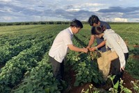 Vùng trồng khoai lang của Dự án Khu nông nghiệp công nghệ cao Chư Sê của Công ty cổ phần Kl994 nhà cái bóng đá world cup và Xuất Link Vào Nhà Cái KL99 COM Tặng +199k Việt Phúc. Ảnh: Công ty Việt Phúc. 