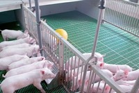 Không để dịch tả lợn châu Phi vượt tầm kiểm soát vì sự lơ là và giấu dịch 