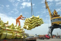Xuất khẩu gạo cả năm 2025 sẽ vượt 8,2 triệu tấn 