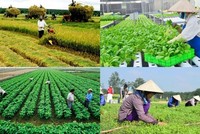 Kl993 ưu đãi thưởng hấp dẫn ban hành Nghị định mới về Quỹ hỗ trợ phát triển hợp tác xã.