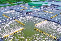 Phát triển Cà Mau trở thành Trung tâm Kl994 nhà cái bóng đá world cup chế biến tôm của cả nước 