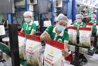 Trong tháng 9, xuất khẩu gạo cả nước chỉ đạt 467.000 tấn, giảm gần một nửa so với tháng 8