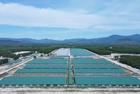 Dự án Trại heo giống công nghệ cao Thagrico Bình Định của Thaco Argi đang tiếp tục được mở rộng (Ảnh: Thaco argi) 