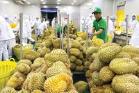 Sầu riêng là trái cây xuất khẩu với doanh thu tỷ USD sang thị trường Trung Quốc. 