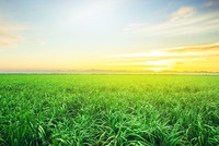 AgriS: kiên định xây dựng một hình mẫu về Kl991.com World Cup 2026 Chính Thức phát triển bền vững