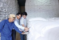 Lãnh đạo Chi cục Dự trữ 99Kl99 trực tiếp đá gà khu vực II trực tiếp kiểm tra chất lượng gạo nhập kho dự trữ quốc gia năm 2025. Ảnh: Đức Minh