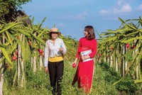 Kl99kl phiên bản hoạt động nông nghiệp khó triển khai tại Việt Nam