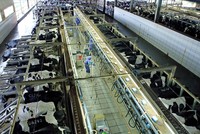 Trang trại bò sữa của TH true MILK ở Nghệ An. 