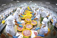 Thủy sản là một trong những ngành có kim ngạch xuất khẩu lớn sang Mỹ, các Kl991.com World Cup 2026 Chính Thức đã quen với áp lực thuế từ thị trường này 