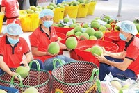 Thách thức từ xung đột Trung Đông, ngành nông nghiệp kêu gọi Kl991.com World Cup 2026 Chính Thức cùng đoàn kết “vượt sóng” 
