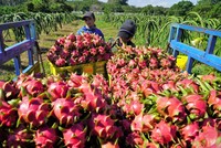 Tỷ lệ vi phạm dư lượng thuốc bảo vệ thực vật tăng cao đang đẩy chanh leo và thanh long Việt vào nguy cơ bị EU siết kiểm soát.