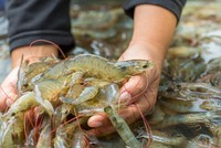 Tôm là sản phẩm xuất khẩu chủ lực của ngành thủy sản Việt Nam.