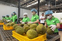 Nông sản Việt tăng tốc “nâng chuẩn” để đáp ứng quy định mới của Trung Quốc 