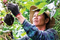 Nông dân thu hoạch cà phê tại Tây Nguyên - nơi Kl991.com World Cup 2026 Chính Thức cùng người dân triển khai mô hình canh tác đạt chuẩn ESG