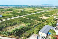 Hải Phòng tập trung cao độ, quyết liệt hoàn thành cơ sở dữ liệu đất đai Thành phố. Ảnh: Trung Kiên