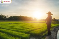 Công nghệ cao Trung An (TAR): Ước lãi quý IV/2021 đạt 45 tỷ đồng, cao nhất trong lịch sử hoạt động