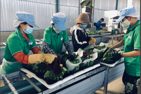 Lộ diện nhân sự do nhóm Trang Chủ KL99Com Số 1 Link Đăng Ký KL999 nắm 34,5% vốn Hoàng Anh Gia Lai (HAG) đề cử vào HĐQT