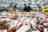 Xuất khẩu cá tra thêm lợi thế bất ngờ từ cá minh thái và giá KL99 dịch vụ hỗ trợ 24/7