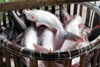 IDI chuẩn bị khởi công nhà máy số 3, triển khai hồ sơ xuất khẩu vào Mỹ