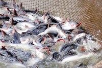 IDI chuyển dịch mạnh sang thị trường châu Âu và châu Mỹ