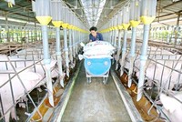 PSL: Ngày GDKHQ nhận tiếp 99Kl.app mobile mới nhất năm 2023 (1%)