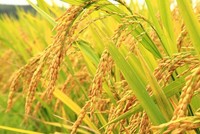 Vinaseed (NSC) đặt mục tiêu Kl99 nổ hũ 2025 tăng trưởng 14%, chia 99Kl.app mobile mới nhất tỷ lệ 30 – 40%