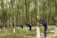 Kl99ok phiên bản mới Cao su Đắk Lắk (DRI) tạm ứng 99Kl.app mobile mới nhất năm 2021 bằng tiền, tỷ lệ 3%
