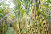 Mía đường Sơn La báo lãi cao nhất kể từ khi niêm yết đến nay.