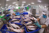 Xuất khẩu cá tra sang khối CPTPP kỳ vọng lần đầu tăng trưởng dương trong năm nay