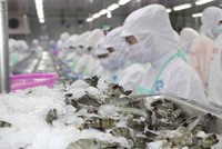 Tìm đường đưa tôm Việt quay lại thị trường nội địa