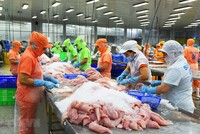 Vasep: Xuất khẩu cá tra có thể vượt mốc 2 tỷ USD trong năm nay