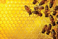 “Ong Bướm” buôn đất!