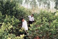 Năm 2010, diện tích cây ăn quả của cả nước sẽ phát triển lên 1 triệu ha.