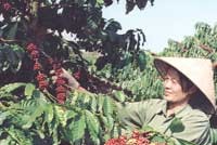 Hiện nay, tổng diện tích cà phê của cả nước vào khoảng 500.000 ha.