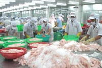 Chế biến cá tra xuất khẩu