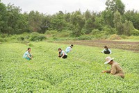 Ngành đông dược, cơ hội từ nguồn nguyên liệu